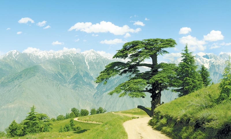 Chitral Gol National Park